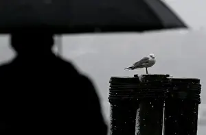 : A seagull takes shelter during a winter nor easter storm in New York