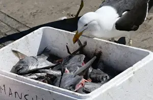 A seagull tries to eat a piece of fish at an artisanal fishermans market in Valparaiso