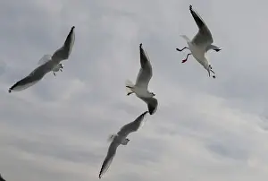 Seagulls catching pieces of bread from tourists on a tour boat on the Bosporus in