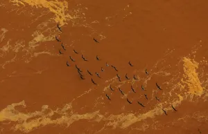 Prints of Seagulls fly near the mouth of the Rio Doce (Doce River), which was flooded with mud after a dam owned by Vale SA and BHP Billiton Ltd burst Brazil Prints: Seagulls fly near the mouth of the Rio Doce, which was flooded with mud after a dam owned