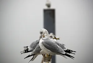 Seagulls perch on a pier during thick fog along the Hudson River in Nyack