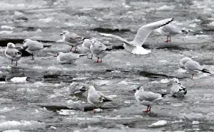 Prints of Seagulls sit on ice floes at the frozen historic harbour in downtown Berlin January 8, 2010. REUTERS/Fabrizio Bensch (GERMANY - Tags: ENVIRONMENT CITYSCAPE IMAGES OF THE DAY) Germany Prints: Seagulls sit on ice floes at the frozen historic harbour in downtown Berlin