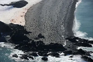 Climatechange Prints: Seals on a beach in Half Moon Bay, Antarctica