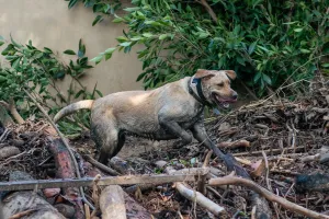California Prints: A search and rescue dog is guided through properties after a mudslide in Montecito