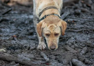 California Prints: A search and rescue dog is guided through properties after a mudslide in Montecito