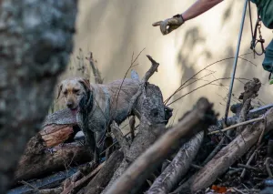 California Prints: A search and rescue dog is guided through properties after a mudslide in Montecito
