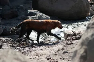 California Prints: A search and rescue dog is guided through properties after a mudslide in Montecito