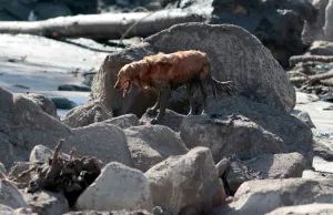 California Prints: A search and rescue dog is guided through properties after a mudslide in Montecito