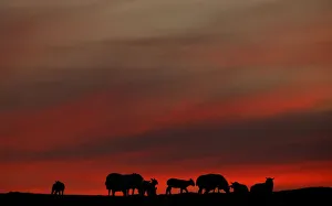 The setting sun illuminates the clouds as sheep graze in a field during the Cloud