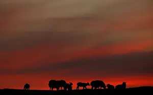 United Kingdom Prints: The setting sun illuminates the clouds as sheep graze in a field during the Cloud