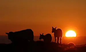 Climate Prints: The setting sun illuminates the clouds as sheep graze in a field during the Cloud