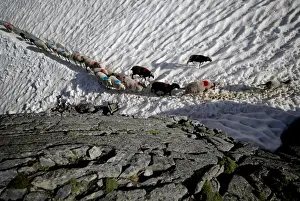 Sheep cross a snow field on their way up to the alpine pass Hochjoch in the autonomous
