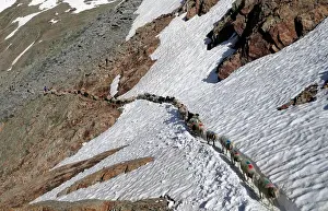 Austria Prints: Sheep cross a snow field on their way up to the alpine pass Hochjoch in the autonomous