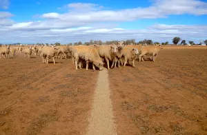 Prints of Sheep eat grain on a drought-affected paddock on a property located on the outskirts of Tamworth, located in the north-west of New South Wales in Australia, June 2, 2018. Picture taken June 2, 2018 Australia Prints: Sheep eat grain on a drought-affected paddock on a property located on the outskirts of
