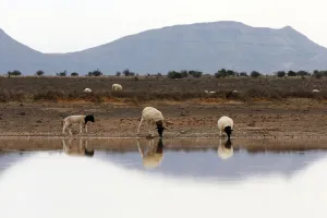 Sheep gather around a watering hole near Aberdeen in the Karoo Sheep gather around a watering hole near Aberdeen in the Karoo