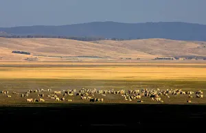 Sheep graze on the dry lake bed of Lake George near the Australian capital city of Canberra