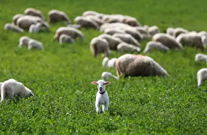 Sheep graze in a field outside the factory producing a hard and salty cheese called