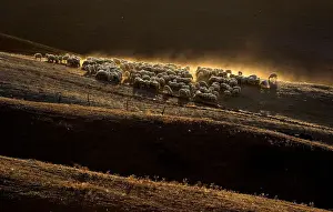 Animal Prints: Sheep grazing on a field are seen at the Crete Senesi (Siennese clays) area near