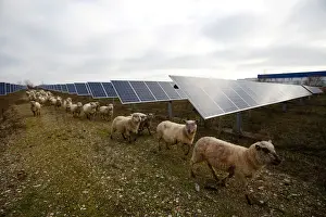Energy Prints: Sheep are herded at a photovoltaic power plant in Allonnes near Le Mans