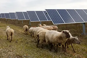 Energy Prints: Sheep are herded at a photovoltaic power plant in Allonnes near Le Mans