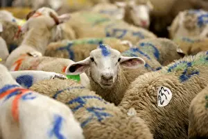 Sheep are photographed at a halal butchery ahead of their sacrificial slaughter on Eid