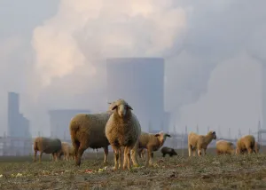 Prints of Sheep are pictured in a field in front of a coal power plant in the western town of Neurath February 10, 2012. REUTERS/Ina Fassbender (GERMANY - Tags: ENVIRONMENT ENERGY ANIMALS TPX IMAGES OF THE DAY) Germany Prints: Sheep are pictured in a field in front of a coal power plant in the western town of