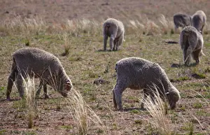 Prints of Sheep ready for shearing stand in a paddock located on a property near the central New South Wales rural town of Mudgee in Australia, March 8, 2018. Picture taken March 8, 2018. REUTERS/David Gray Australia Prints: Sheep ready for shearing stand in a paddock located on a property near the central New