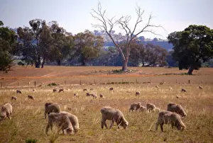 Sheep ready for shearing stand in a paddock located on a property near the central New