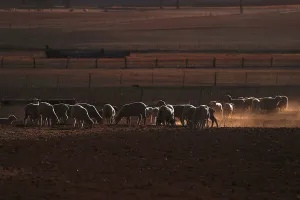 Sheep can be seen in a drought-affected paddock on a property located on the outskirts of Sheep can be seen in a drought-affected paddock on a property located on the outskirts of