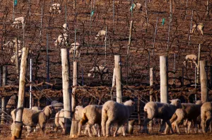 Prints of Sheep can be seen between rows of vines at a winery located on the outskirts of the drought-effected New South Wales town of Mudgee in Australia, July 18, 2018. Picture taken July 18, 2018 Australia Prints: Sheep can be seen between rows of vines at a winery located on the outskirts of