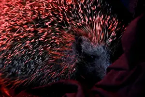 Images Dated 3rd January 2018: Sherman, the overweight hedgehog, sits in his cage at the Ramat Gan Safari Zoo