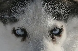 Prints of A Siberian Husky dog of the Royev Ruchey Park team is seen as it rests during a practice session for the Karadag Sled Dog Rally on the frozen Mana River Russia Prints: A Siberian Husky dog of the Royev Ruchey Park team is seen as it rests during a practice