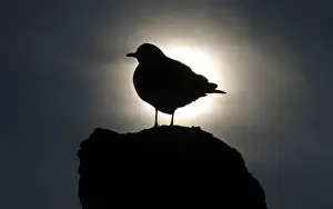 A silhouetted seagull stands on top of a statue at the Royal Lazienki Park in Warsaw