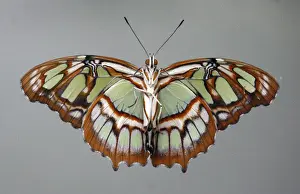 Animal Prints: A Siproeta stelenes butterfly is seen at the Santillana del Mar Zoo in Spain