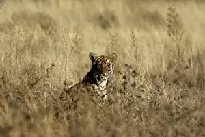 A six-month old cub looks on at the Laohu Valley Reserve near Philippolis