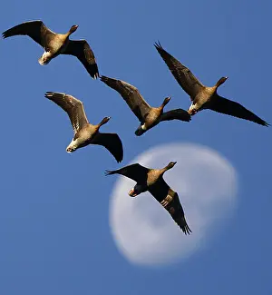 A skein of geese fly past the moon as they prepare to land at Vane Farm nature reserve