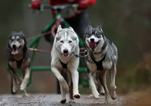 Editor's Picks: A sled dog team pull a rig during the Aviemore Sled Dog Rally in Aviemore