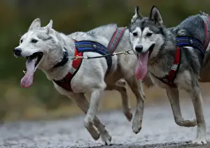 Scotland Prints: A sled dog team pull a rig during the Aviemore Sled Dog Rally in Aviemore, Scotland