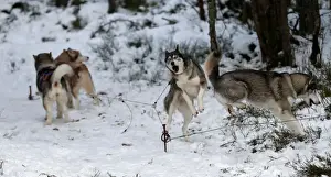 Scotland Prints: Sled dogs are tethered before practice for the Aviemore Sled Dog Rally in Feshiebridge
