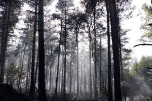 United Kingdom Prints: Smoke floats through the trees at Swinley Forest near Crowthorne in southern England