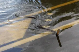 A snake crosses the Capricorn Highway which is under floodwaters 6km south of Rockhampton A snake crosses the Capricorn Highway which is under floodwaters 6km south of Rockhampton