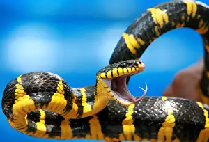 Snake keeper holds Gold-ringed cat snake during Flora and Fauna exhibition in Jakarta