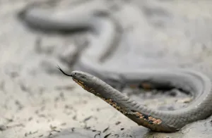 Prints of A snake is seen while a tract of the Amazon jungle burns as it is cleared by loggers and farmers in Porto Velho, Brazil August 24, 2019. REUTERS/Ueslei Marcelino Brazil Prints: Snake is seen while a tract of Amazon jungle after a fire while as it is being cleared by