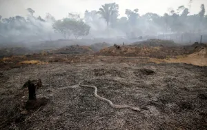 Environment Prints: Snake is seen while a tract of Amazon jungle after a fire while as it is being cleared by