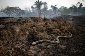 Environment Prints: Snake is seen while a tract of Amazon jungle after a fire while as it is being cleared by