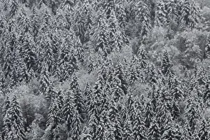 Abstract Prints: Snow covered trees are seen in a forest near Garmisch-Partenkirchen