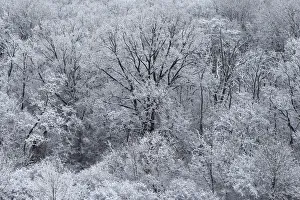Snow covered trees are seen near the village of Etyek
