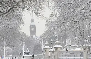 Snow covers tree branches in front of the Houses of Parliament in central London
