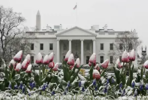 Snow covers tulips blooming in Lafayette Park across from the White House after a