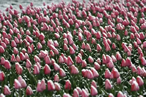 Snow covers tulips blooming in a park near the White House after a rare April snowfall